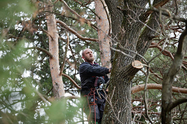 Best Residential Tree Removal  in USA